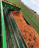 Carrots_from_Hungenberg_Produce