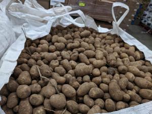 Potatoes from CSU Research Station in Center, CO