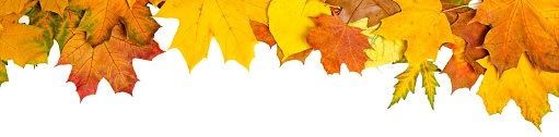 Fall leaves banner